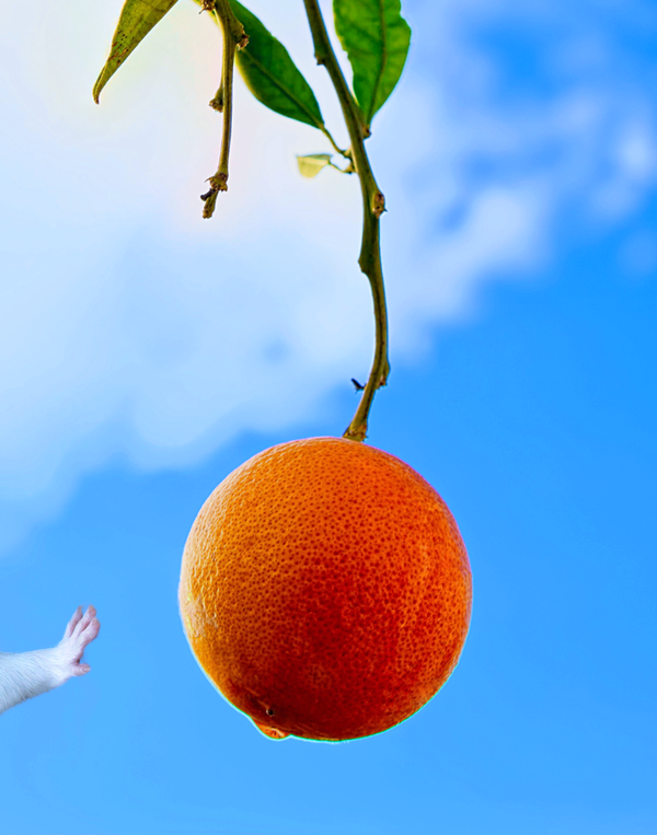 A n orange hangs from a tree against a bright blue sky, with a white rat’s paw reaching toward it from the left corner.